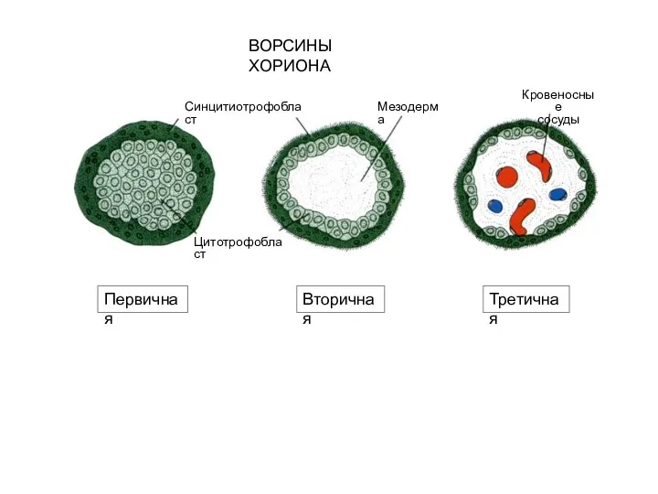 ВОРСИНЫ ХОРИОНА Первичная Вторичная Третичная Цитотрофобласт Синцитиотрофобласт Мезодерма Кровеносные сосуды