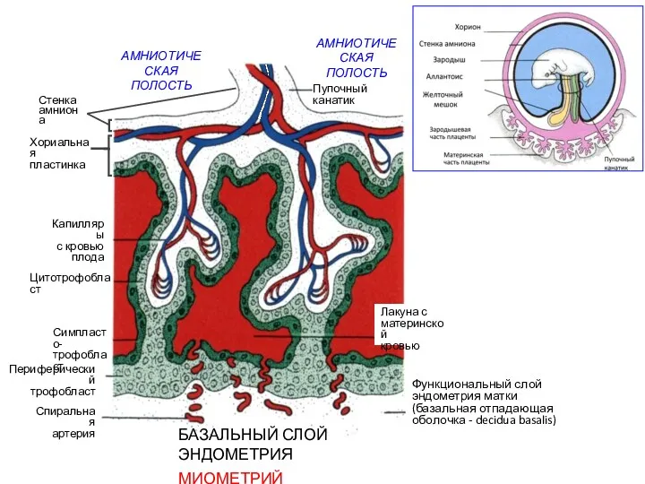 Функциональный слой эндометрия матки (базальная отпадающая оболочка - decidua basalis)