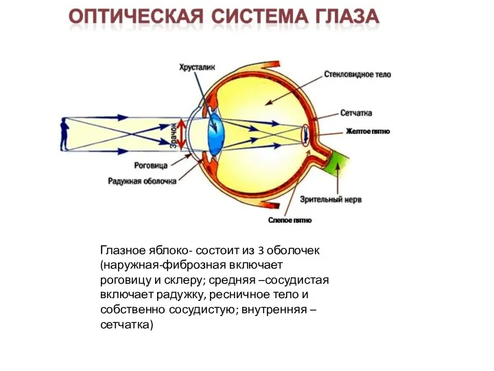 Оптическая система глаза Глазное яблоко- состоит из 3 оболочек(наружная-фиброзная включает