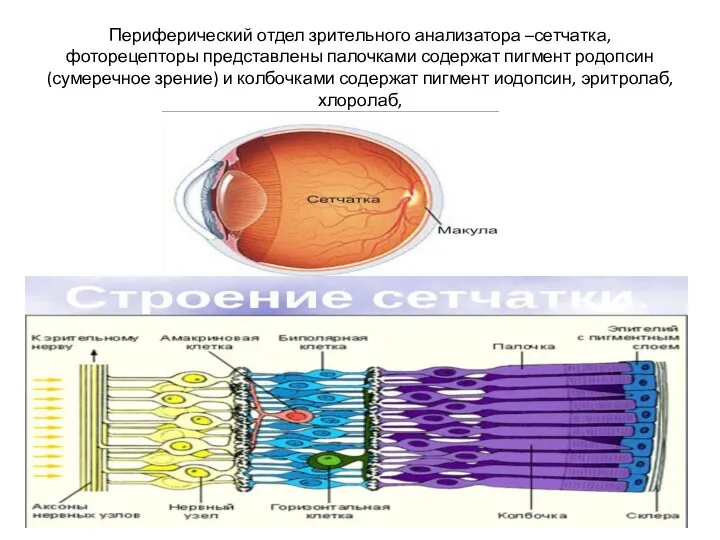 Периферический отдел зрительного анализатора –сетчатка, фоторецепторы представлены палочками содержат пигмент