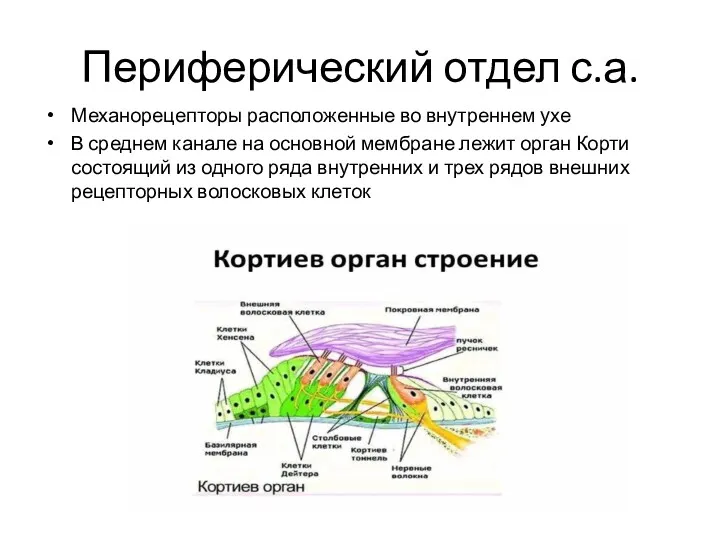 Периферический отдел с.а. Механорецепторы расположенные во внутреннем ухе В среднем