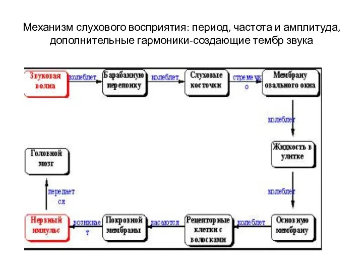 Механизм слухового восприятия: период, частота и амплитуда, дополнительные гармоники-создающие тембр звука