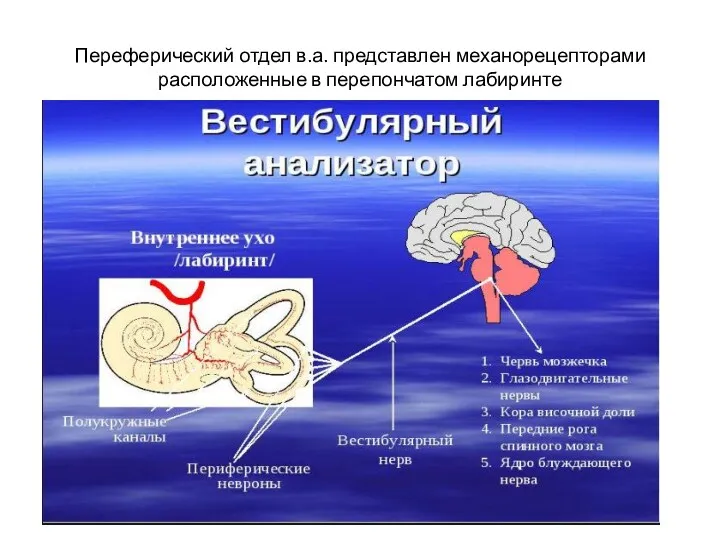 Переферический отдел в.а. представлен механорецепторами расположенные в перепончатом лабиринте