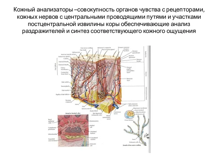 Кожный анализаторы –совокупность органов чувства с рецепторами, кожных нервов с