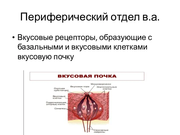 Периферический отдел в.а. Вкусовые рецепторы, образующие с базальными и вкусовыми клетками вкусовую почку