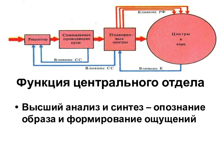 Функция центрального отдела Высший анализ и синтез – опознание образа и формирование ощущений