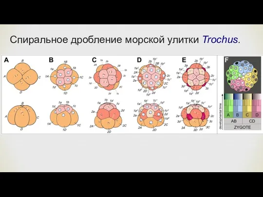 Спиральное дробление морской улитки Trochus.