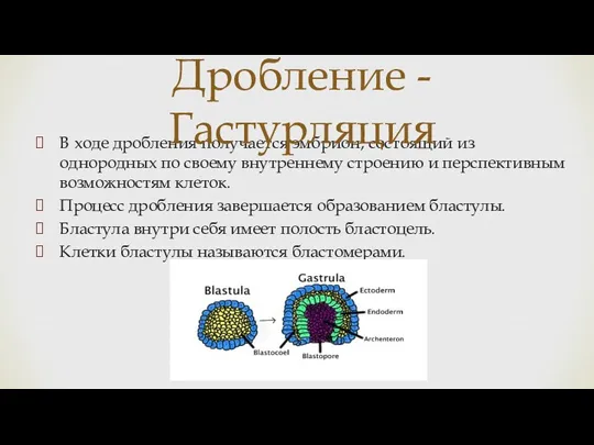 В ходе дробления получается эмбрион, состоящий из однородных по своему