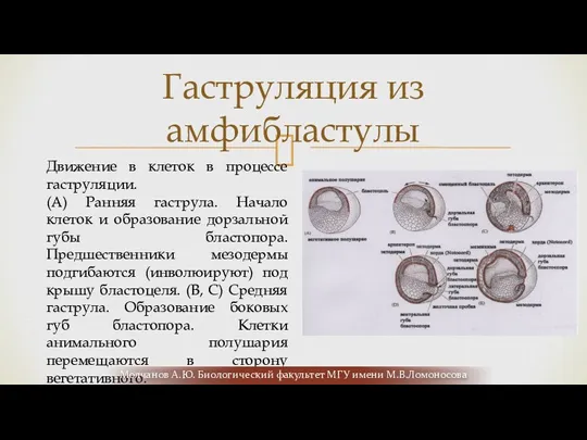 Гаструляция из амфибластулы Движение в клеток в процессе гаструляции. (А)