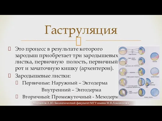 Это процесс в результате которого зародыш приобретает три зародышевых листка,