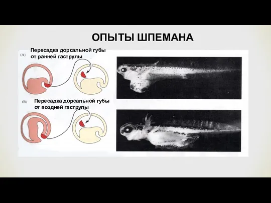 ОПЫТЫ ШПЕМАНА