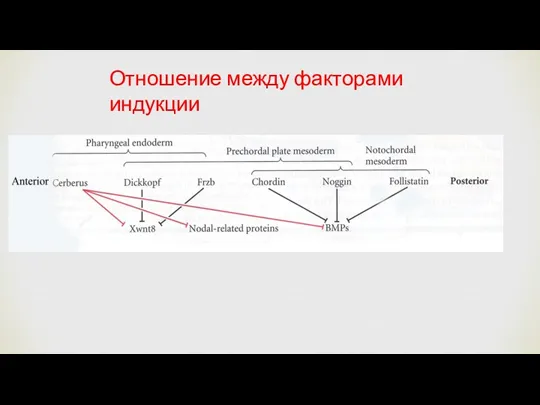 Отношение между факторами индукции