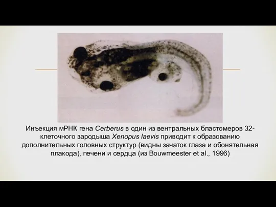 Инъекция мРНК гена Cerberus в один из вентральных бластомеров 32-клеточного