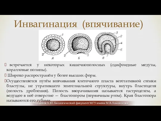 встречается у некоторых кишечнополосных (сцифоидные медузы, коралловые полипы). Широко распространён