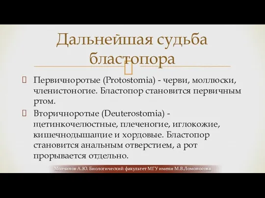 Первичноротые (Protostomia) - черви, моллюски, членистоногие. Бластопор становится первичным ртом.