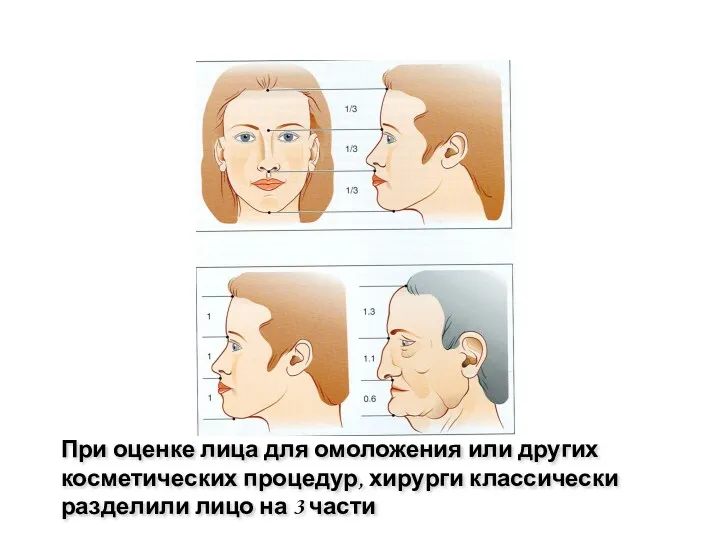 При оценке лица для омоложения или других косметических процедур, хирурги классически разделили лицо на 3 части