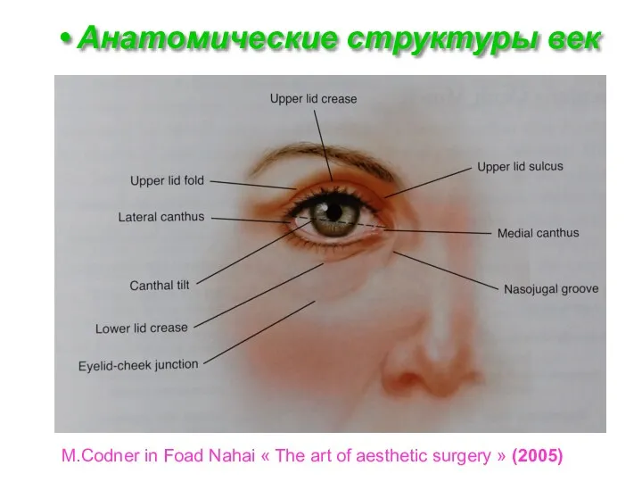 M.Codner in Foad Nahai « The art of aesthetic surgery » (2005) Анатомические структуры век