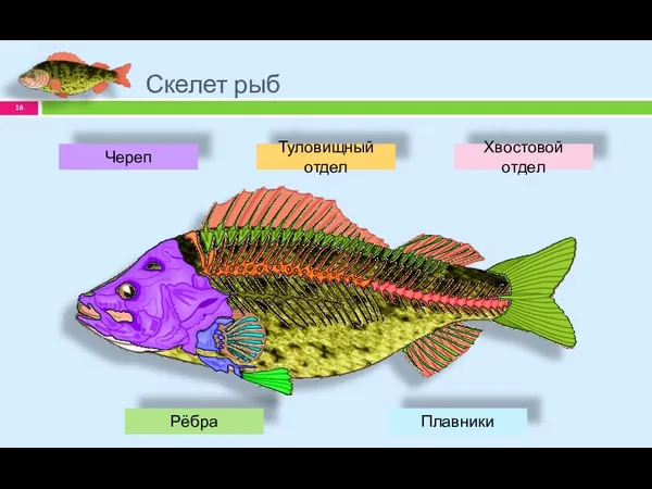 Скелет рыб Рёбра Туловищный отдел Хвостовой отдел Череп Плавники
