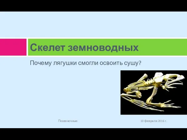 Почему лягушки смогли освоить сушу? Скелет земноводных 10 февраля 2016 г. Позвоночные