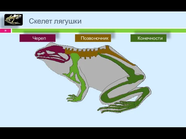 Скелет лягушки Позвоночник Череп Конечности