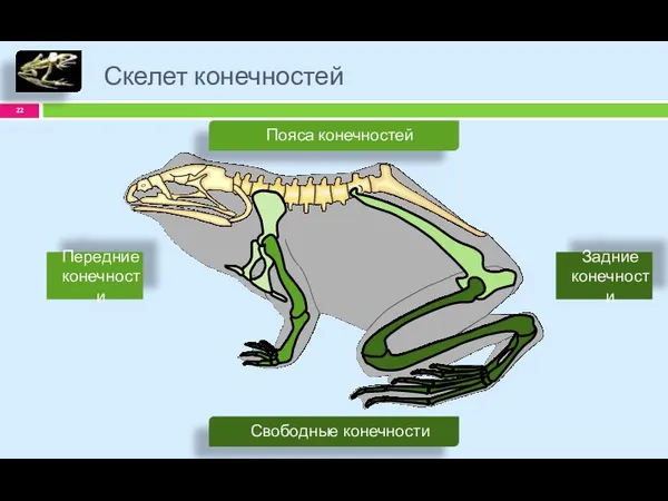 Скелет конечностей Пояса конечностей Свободные конечности Передние конечности Задние конечности