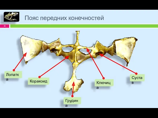 Пояс передних конечностей