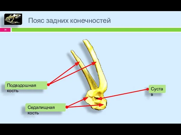 Пояс задних конечностей