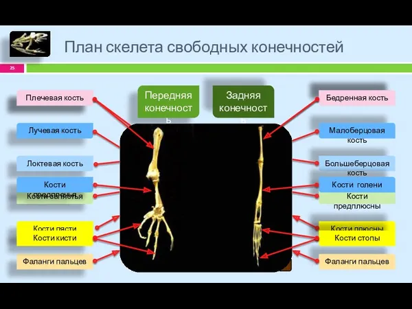 План скелета свободных конечностей Передняя конечность Задняя конечность