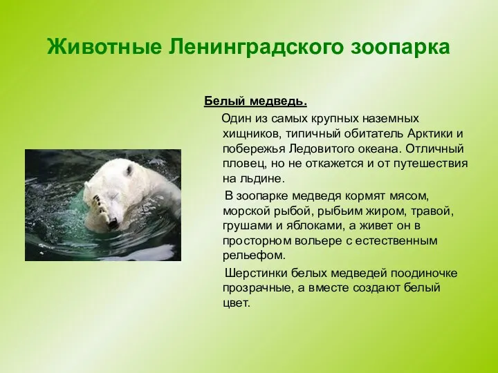 Животные Ленинградского зоопарка Белый медведь. Один из самых крупных наземных
