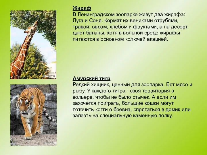Жираф В Ленинградском зоопарке живут два жирафа: Луга и Соня.