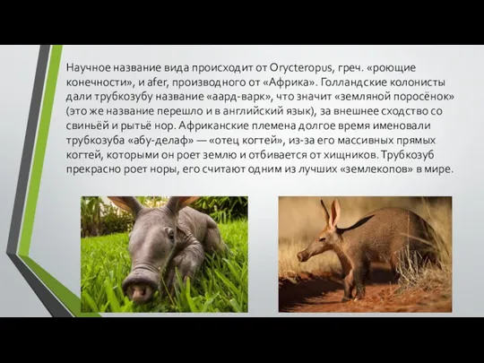 Научное название вида происходит от Orycteropus, греч. «роющие конечности», и