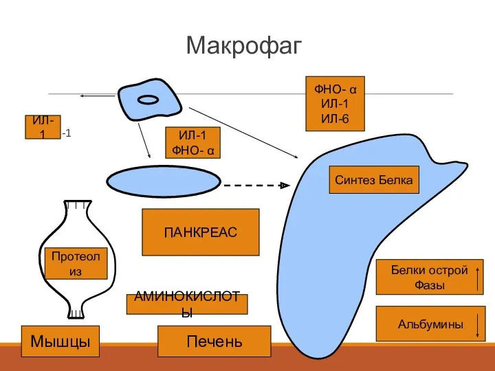 Макрофаг ИЛ-1 Протеолиз Синтез Белка Белки острой Фазы Альбумины ПАНКРЕАС