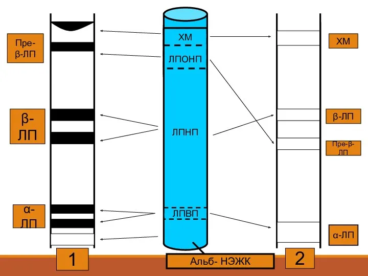 Альб- НЭЖК ЛПНП ХМ β-ЛП Пре-β-ЛП α-ЛП 2 1 α-ЛП β-ЛП Пре- β-ЛП ЛПВП ХМ ЛПОНП