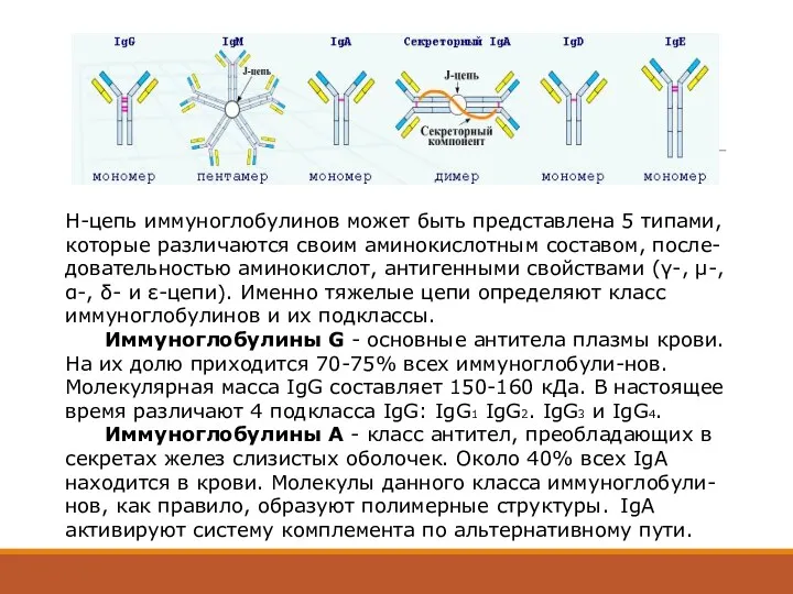 Н-цепь иммуноглобулинов может быть представлена 5 типами, которые различаются своим