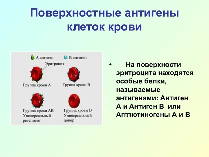 Поверхностные антигены клеток крови На поверхности эритроцита находятся особые белки,