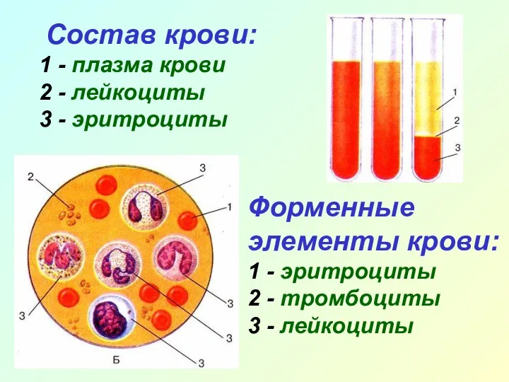 Состав крови: 1 - плазма крови 2 - лейкоциты 3