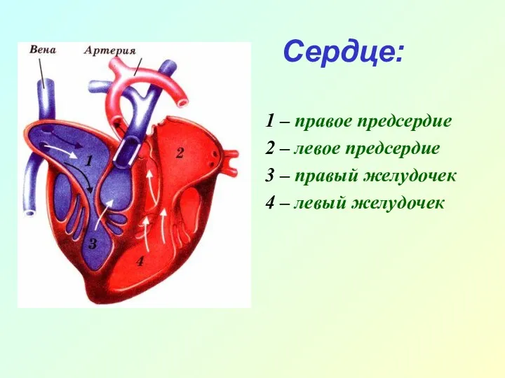 Сердце: 1 – правое предсердие 2 – левое предсердие 3