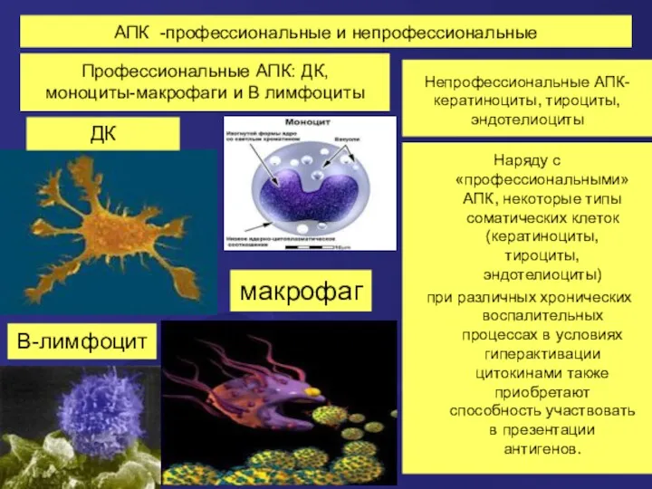 АПК -профессиональные и непрофессиональные Профессиональные АПК: ДК, моноциты-макрофаги и В лимфоциты Непрофессиональные АПК-
