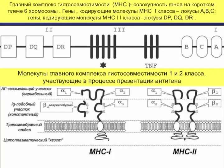 Главный комплекс гистосовместимости (MHC )- совокупность генов на коротком плече 6 хромосомы .