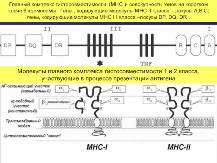 Главный комплекс гистосовместимости (MHC )- совокупность генов на коротком плече