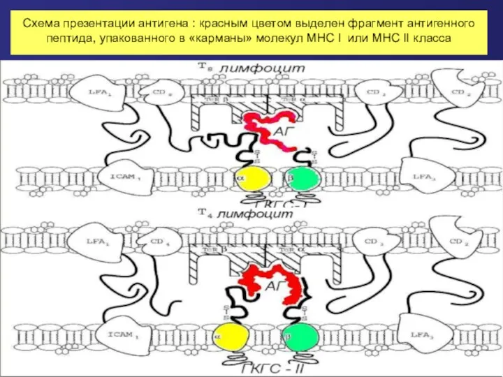 Схема презентации антигена : красным цветом выделен фрагмент антигенного пептида, упакованного в «карманы»