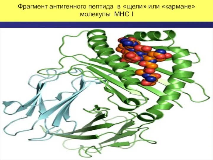 Фрагмент антигенного пептида в «щели» или «кармане» молекулы MHC I