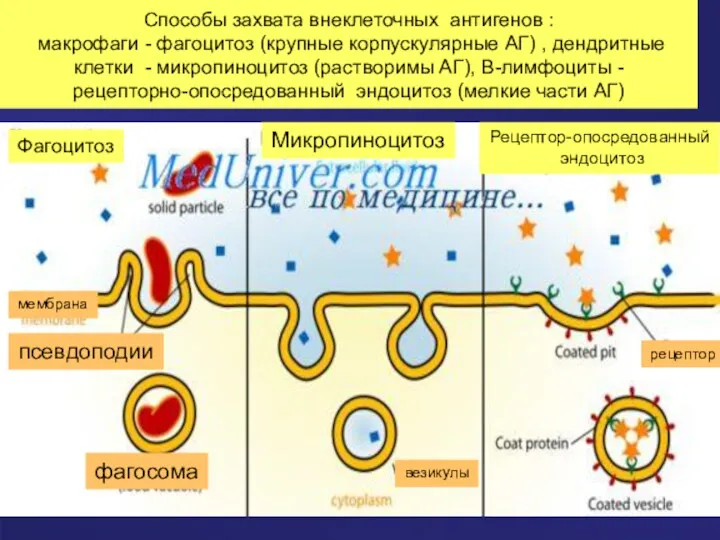 Способы захвата внеклеточных антигенов : макрофаги - фагоцитоз (крупные корпускулярные АГ) , дендритные