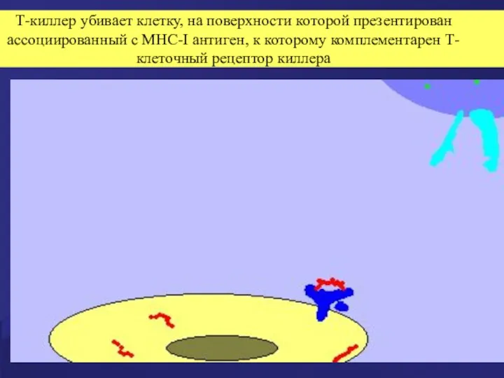 Т-киллер убивает клетку, на поверхности которой презентирован ассоциированный с MHC-I