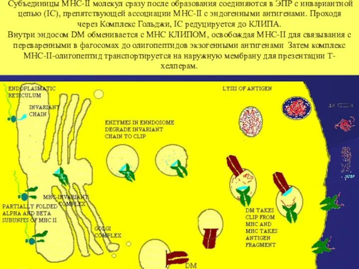 Субъединицы MHC-II молекул сразу после образования соединяются в ЭПР с