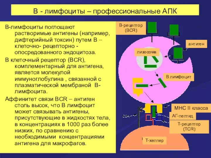 В - лимфоциты – профессиональные АПК В-лимфоциты поглощают растворимые антигены (например, дифтерийный токсин)