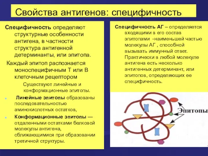 Свойства антигенов: специфичность Специфичность определяют структурные особенности антигена, в частности