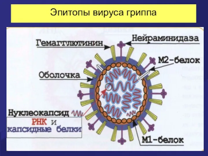 Эпитопы вируса гриппа