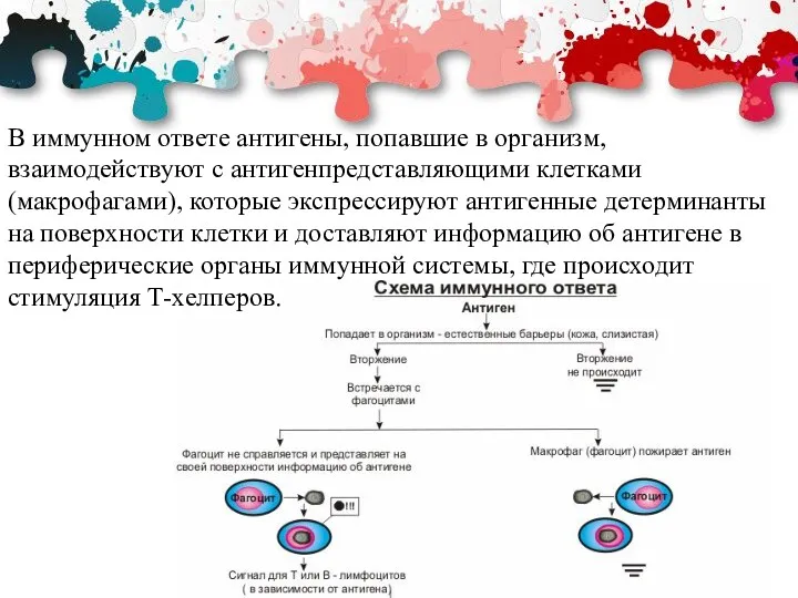 В иммунном ответе антигены, попавшие в организм, взаимодействуют с антигенпредставляющими