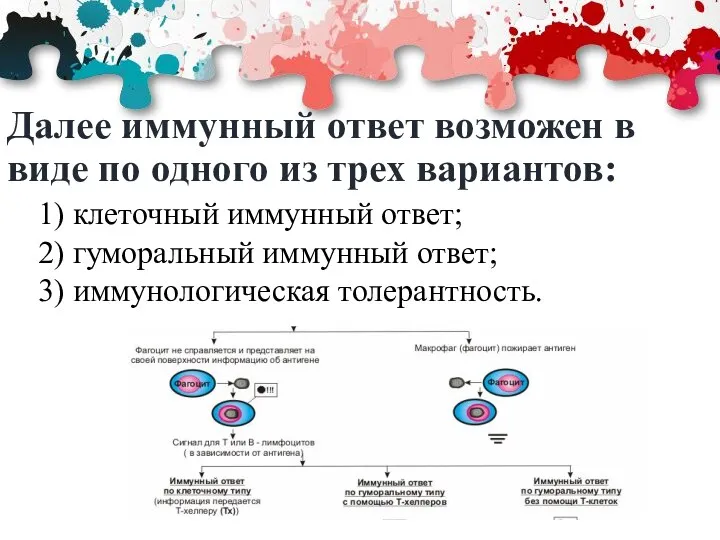 Далее иммунный ответ возможен в виде по одного из трех